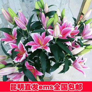 白色香水百合花种子图片