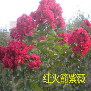 class=h>树苗 /span>红火箭红花 span class=h>紫薇 /span>花苗红火球