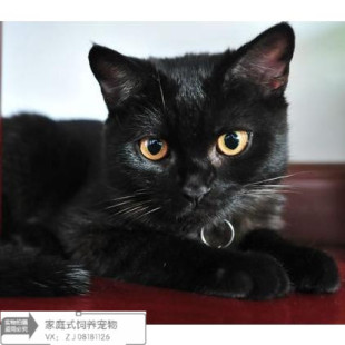 家养猫咪纯正孟买黑猫宠物猫黑色招财辟邪孟买猫幼猫乖巧猫萌猫