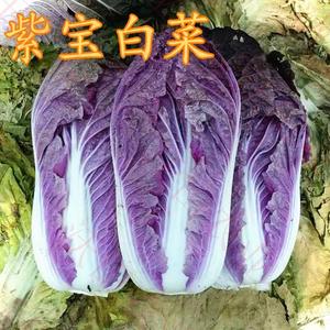 韩国进口紫色白菜种子紫裔紫红色特菜叶菜四季播 span class=h>蔬菜 