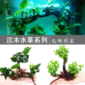 新手鱼缸  h水草 /造景活植物  h