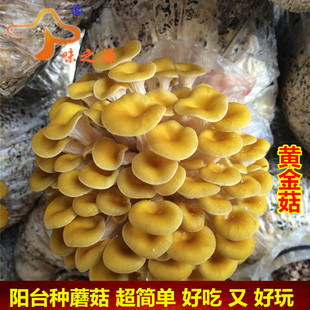 黄金菇食用菌种菌棒菌包榆黄菇蘑菇菌种子菌棒榆黄蘑阳台种植包邮