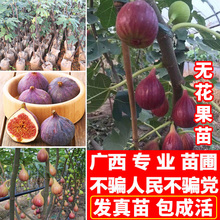 树苗当xt结果可盆栽qp方种北方种水果树苗广西发货