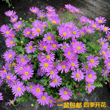 姬(小)菊an栽花苗窗台ie季开花不断植物易爆盆多年生姬(小)菊花