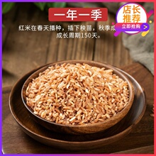 云南特an哈尼梯田元xx米月子红米红稻米杂粮粗粮糙米500g