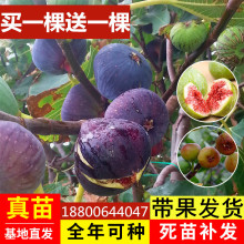 无花果aq苗特大波姬po地栽南北方种植果树苗当年结果