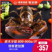龙虾波aq顿鲜活特大po龙波斯顿海鲜水产大活虾800-900g