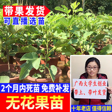 树苗水aq苗木可盆栽po北方种植当年结果可选带果发货