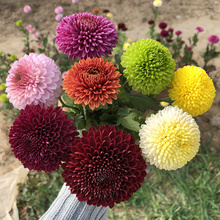 进口阳ba盆栽乒乓鲜om球形菊花四季开花植物美的菊包邮