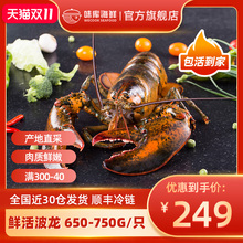 龙虾波ch顿鲜活特大ng龙波斯顿海鲜水产大活虾650-750g