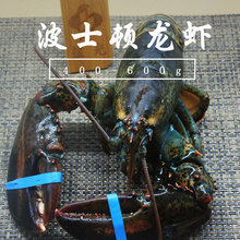 波士顿ch虾大波龙野ng海鲜澳洲龙虾