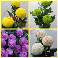 进口菊cq品种花苗 tg花苗中菊花盆栽 花期长拍4棵包邮