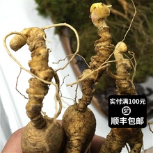 长白山cx林下参现挖bw土鲜移山参野生鲜的参