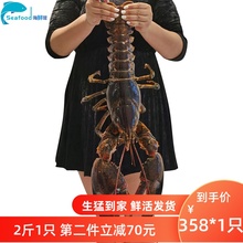 波士顿cx虾鲜活进口bw大约海鲜水产顺丰包邮1000g