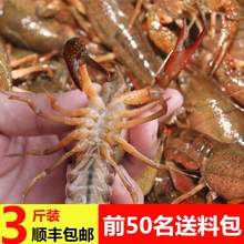 湖北新cx(小)龙虾鲜活bw运活体(小)龙虾特大活虾包邮3斤淡水干净