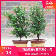 正宗南da红豆杉树苗zu地亚办公室内盆景盆栽发财树大型绿植物