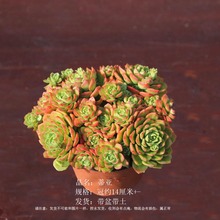 拼购园da多肉蒂亚多zu盆栽花卉绿植云南露养老绿焰桩办公室