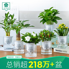 发财树da公室内好养zu面(小)盆栽花卉吊兰绿萝水培多肉植物芦荟