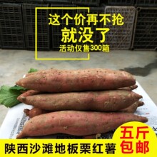 新鲜陕da沙地板栗薯ba红皮白心山芋地瓜番薯秦薯5斤包邮