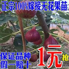 无花果dp苗盆栽地栽p8北方种植当年结果波姬红布兰瑞克水果苗