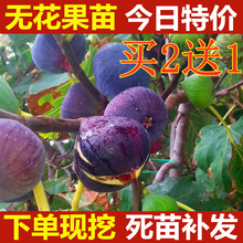无花果dp苗盆栽果树p8方种植地栽四季阳台当年结果苗