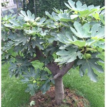 盆栽无dp果树果苗矮lw方北方种植室内阳台当年结果四季果树苗