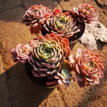 ���ھ�Ʒ���� dr4����ֲ��am Ⱥ����˿ŵ������׮   һ��һ��