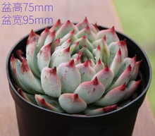 多肉吉eh娃多肉植物op办公室桌阳台盆栽花卉吉娃莲趣味防辐射