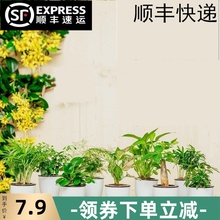 绿萝发fa树碧玉袖珍mo竹九里香花卉办公室内水培绿植物(小)盆栽