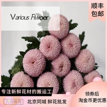 乒乓雪fs菊花可爱半hq水养家用鲜低价直批包邮北京同城可闪送