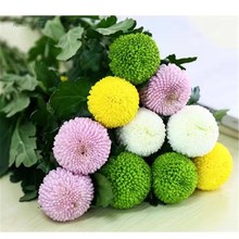 ——圆fs满满 雪花hqDIY动手热门花材 基地直发