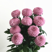 云南优fs 鲜切花鲜hq期长家庭插花鲜花速递包邮10枝