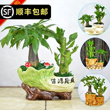 发财树ft贵竹节节高jc栽室内办公室客厅防辐射植物花卉盆景