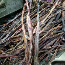 猪鞭干gb大种猪鞭5gc中号猪鞭干 中药材另售驴鞭牛鞭羊鞭蛇鞭