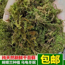 干苔藓go苔蝴蝶兰花in斛种植水苔育苗嫁接乌龟冬眠垫材