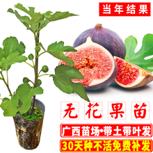 树苗当hc结果可盆栽fk方种北方种水果树苗广西发货