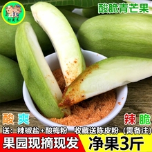 酸脆青hf斤包邮生吃dw现摘酸脆生送佐料伴辣椒