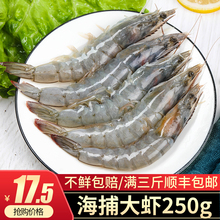 鲜活海hm 连云港特rp鲜大海虾 新鲜对虾 南美虾 白对虾