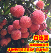 预卖深hu南山5斤白an摘新鲜水果妃子笑包邮 桂味糯米糍