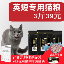 宠之初kp短蓝猫渐层10然幼成英国短毛3斤发腮包邮