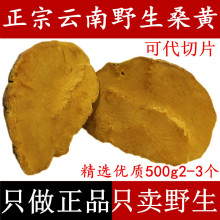 云南野ku桑黄 桑树uo野生灵芝整枝正品 特级桑黄500克