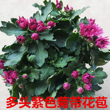 多年生ku荷兰盆栽四si年开花不断阳台室内庭院花卉