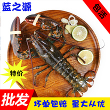 进口加ku大龙虾活体ao 鲜活澳洲波龙海鲜水产500g