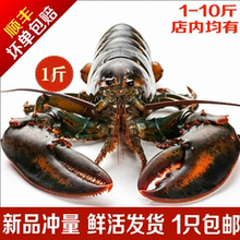 活鲜活ku大波龙活虾ao-550g龙虾海鲜水产活虾1斤 包邮