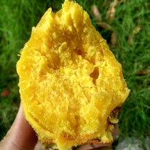 鸡蛋王la薯 黄肉番ao糯甜 板栗薯 黄心 新鲜地瓜 5斤