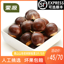 202li年燕山板栗po地老树生板栗3斤/5斤散装油栗河北特产