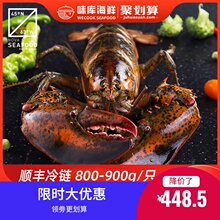 龙虾波li顿鲜活特大ui龙波斯顿海鲜水产大活虾800-900g