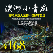 活发野lz青龙虾花龙yf澳大利亚龙虾红龙虾活虾野生大虾