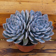 拼购园me多肉蓝石莲uo物盆栽花卉绿植云南露养多头办公室趣味