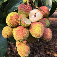 新鲜水mp当季现摘现lu时令应季妃子笑白糖樱甜果大果3斤